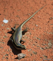 Trachylepis punctatissima