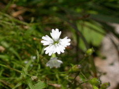 Heliosperma pusillum