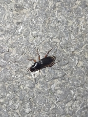 Harpalus rufipes