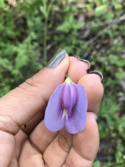 Centrosema virginianum