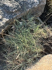 Festuca ovina
