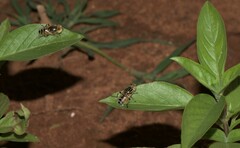Eristalinus