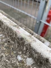 Calliteara pudibunda