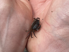 Carcinus maenas