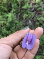 Centrosema virginianum