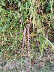 Elymus glaucus