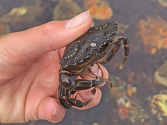 Carcinus maenas