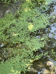 Callitriche stagnalis