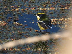 Tachuris rubrigastra