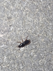Harpalus rufipes