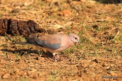 Streptopelia senegalensis senegalensis