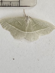 Campaea margaritaria