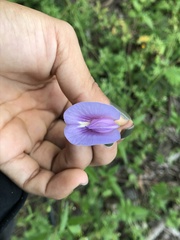 Centrosema virginianum