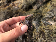 Hemigrapsus sanguineus