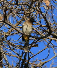 Pycnonotus barbatus layardi