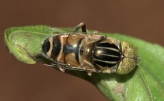 Eristalinus