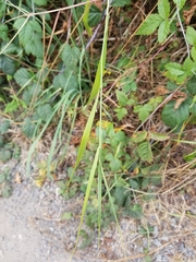 Elymus glaucus