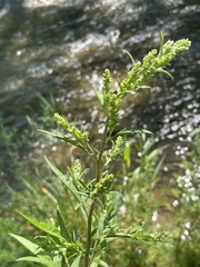 Artemisia vulgaris