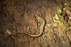 Desmognathus ochrophaeus