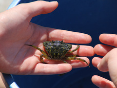 Carcinus maenas