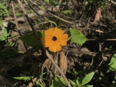 Thunbergia alata
