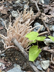 Clavaria