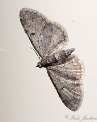 Eupithecia miserulata