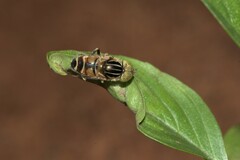 Eristalinus