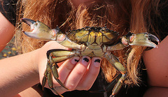 Carcinus maenas