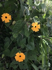 Thunbergia alata