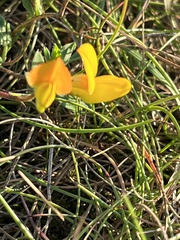 Lotus corniculatus