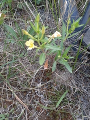 Oenothera parviflora