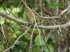 Icteria virens