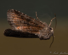 Lacinipolia meditata