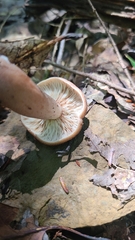 Lactarius quietus