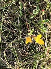 Lotus corniculatus