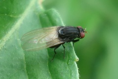 Minettia longipennis