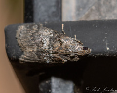 Pococera asperatella