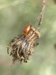 Sphaeroderma testaceum