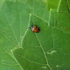 Endomychus biguttatus