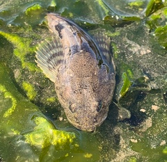 Leptocottus armatus