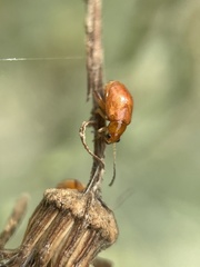 Sphaeroderma testaceum