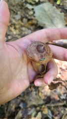 Lactarius quietus