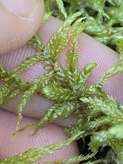 Pleurozium schreberi