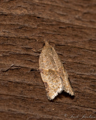 Clepsis virescana