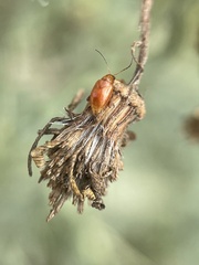 Sphaeroderma testaceum