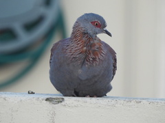 Columba guinea phaeonota