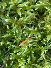 Pleurozium schreberi