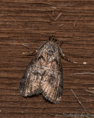 Pococera asperatella