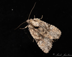 Meropleon ambifusca
